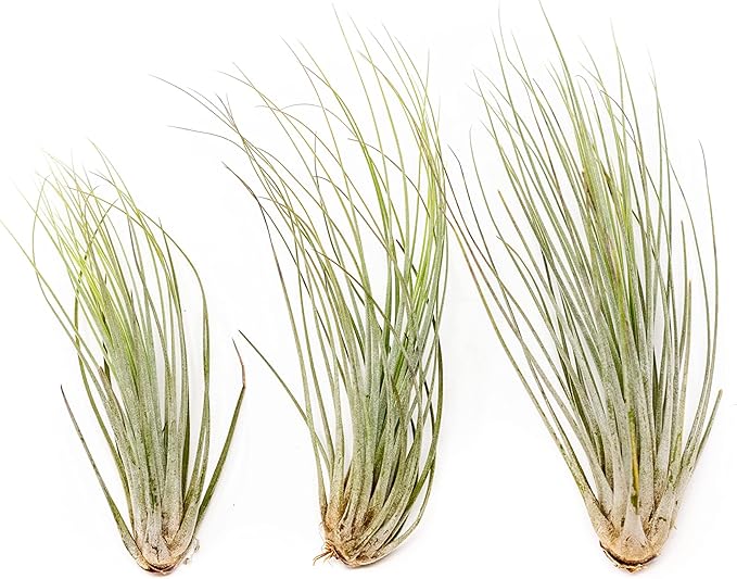 Large Juncea Air Plants 8 to 10 Inches - Live Succulent House Plants - Available in Wholesale and Bulk - Home and Garden Decor - Easy Care Indoor & Outdoor Air Plant (Pack of 3)