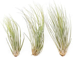 Large Juncea Air Plants 8 to 10 Inches - Live Succulent House Plants - Available in Wholesale and Bulk - Home and Garden Decor - Easy Care Indoor & Outdoor Air Plant (Pack of 3)