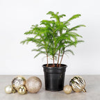 Thorsen's Greenhouse Live Norfolk Island Pine Plant, Christmas Greenery Gift or Decor, Air Purifying Premium Indoor Houseplant, Mature 4" Diameter Pot (Nursery Pot, 4-inch Pot)