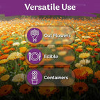 KVITER 150 Mix Pacific Beauty Calendula Seeds (Calendula Officinalis) - Pot Marigold, Heirloom and Non GMO - Annual Flower Seeds in Seed Packets for Outdoor and Indoor Garden, Containers, Cut Flowers
