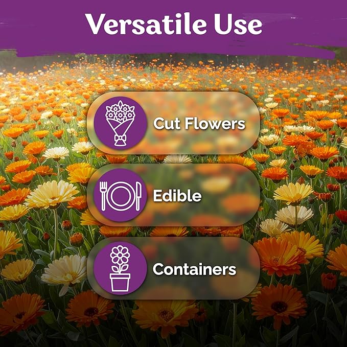 KVITER 150 Mix Pacific Beauty Calendula Seeds (Calendula Officinalis) - Pot Marigold, Heirloom and Non GMO - Annual Flower Seeds in Seed Packets for Outdoor and Indoor Garden, Containers, Cut Flowers