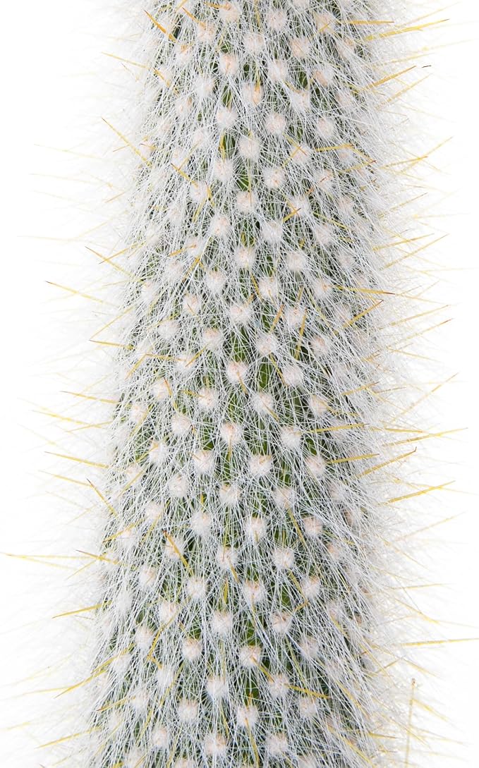 Cactus Outlet - Cactus Plants Live, Live Plants Outdoor & IndoorUse, Live Cactus, Silver Torch