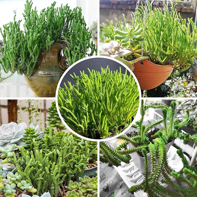 Sprout N Green Watch Chain, Live Crassula muscosa Succulent Plant Fully Rooted in 4" Pot, Home Office Indoor Outdoor Wedding Decoration DIY Projects Party Favor, Easy to Care, Keep Away from Pets
