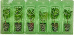 Bonnie Plants Sweet Mint Plug, Live Plant, for Salads, Desserts, and Drinks, Full to Part Sun, 3 Cubic in., 6 Pack