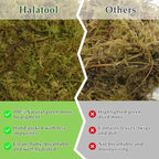 Halatool 9OZ Natural Sphagnum Moss for Reptiles- 14QT Green Moss for Terrarium Plants Long Fiber Reptile Moss for Leopard Gecko Snake Hamsters Tortoises Frogs Lizards Salamanders