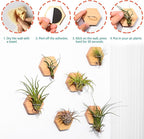 MITIME Air Plants Holders-Real Wood Live Air Plant Holders.Rustic Air Plant Stand,Wall-mounted to save space.(Plants not included)( Hexagonal Set of 6