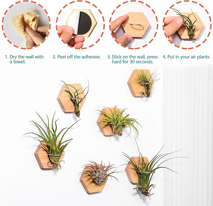 MITIME Air Plants Holders-Real Wood Live Air Plant Holders.Rustic Air Plant Stand,Wall-mounted to save space.(Plants not included)( Hexagonal Set of 6