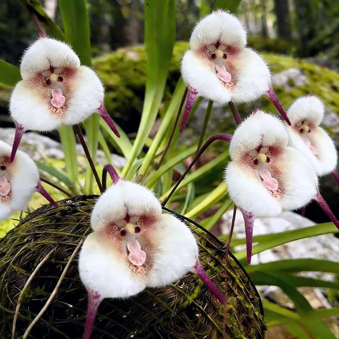 Carpet 200+ Monkey Face Orchid Seeds for Planting, Dracula Simia Rare Exotic Orchid, Shade-Loving Perennial for Greenhouse and Indoor Terrariums