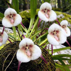 Carpet 200+ Monkey Face Orchid Seeds for Planting, Dracula Simia Rare Exotic Orchid, Shade-Loving Perennial for Greenhouse and Indoor Terrariums