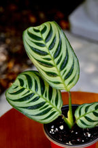 PLANTVERS Live Calathea Burle Marx in a 2" Nursery Pot - Indoor Houseplants - Low Light Office Plant - Air Purifier Plant