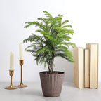 Thorsen's Greenhouse Live Norfolk Island Pine Plant, Christmas Greenery Gift or Decor, Air Purifying Premium Indoor Houseplant, Mature 4" Diameter Pot (Coffee, 4-inch Pot)