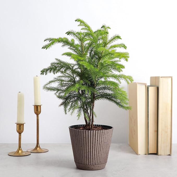 Thorsen's Greenhouse Live Norfolk Island Pine Plant, Christmas Greenery Gift or Decor, Air Purifying Premium Indoor Houseplant, Mature 4" Diameter Pot (Coffee, 4-inch Pot)