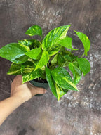 PLANTVERS Golden Pothos in a 4" Nursery Pot – Epipremnum Aureum – Live Vining Plant – Low Maintenance Indoor Plant – Air Purifying Houseplant – Easy Indoor Climbing Vine