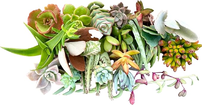 25 Assorted Live Succulent Cuttings, No 2 Succulents Alike, Great for Terrariums, Mini Gardens, and as Starter Plants. Live Succulents Plants for DIY Projects and Home Decor (25, Small)