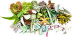 25 Assorted Live Succulent Cuttings, No 2 Succulents Alike, Great for Terrariums, Mini Gardens, and as Starter Plants. Live Succulents Plants for DIY Projects and Home Decor (25, Small)
