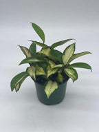 BubbleBlooms Variegated Hoya Exotica, Krimson Princess, Tricolor Crimson, Very Rare Limited Live Plant, in 4 inch Pot