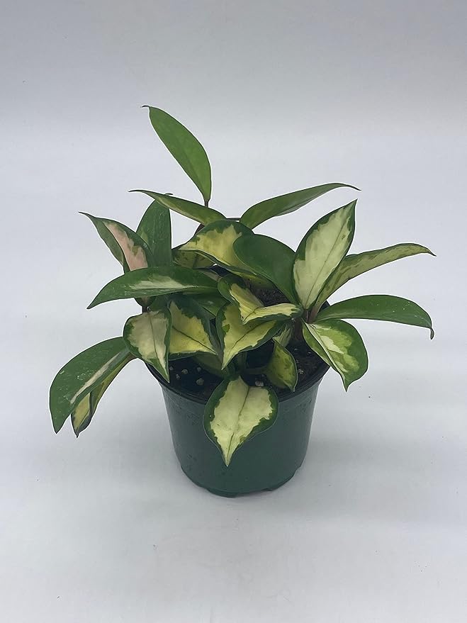 BubbleBlooms Variegated Hoya Exotica, Krimson Princess, Tricolor Crimson, Very Rare Limited Live Plant, in 4 inch Pot