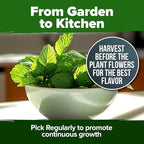 HOME GROWN Peppermint Seeds 2 Pack (Mentha x piperita) 4,740 Heirloom Mint Seeds for Planting Grow Indoors or Outdoors, Kitchen Herb Garden Favorite