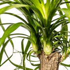Ponytail Palm Live Plant by United Nursery in 6-in White Decorative Pot, Easy to Maintain Indoor House Plant for Home, Patio, or Office Decor