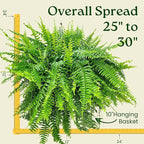 Live Boston Fern Hanging Basket Plant (10" Hanging Basket) - Overall Spread 25" to 30" - Tropical Plants of Florida
