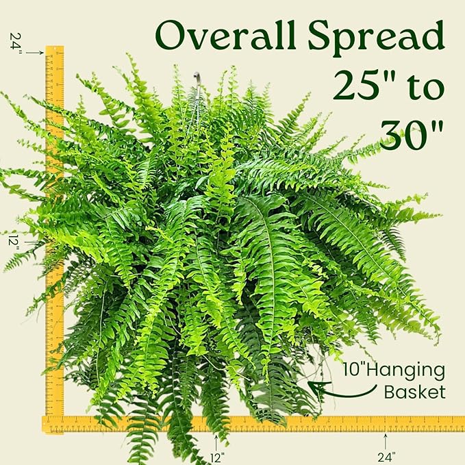 Live Boston Fern Hanging Basket Plant (10" Hanging Basket) - Overall Spread 25" to 30" - Tropical Plants of Florida