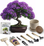 Avergo Bonsai Starter Kit – Growing Jacaranda Bonzai Tree | Complete Indoor Tree Kit for Growing Plants with Tools & Planter – Gardening Gifts for Mother, Women & Men