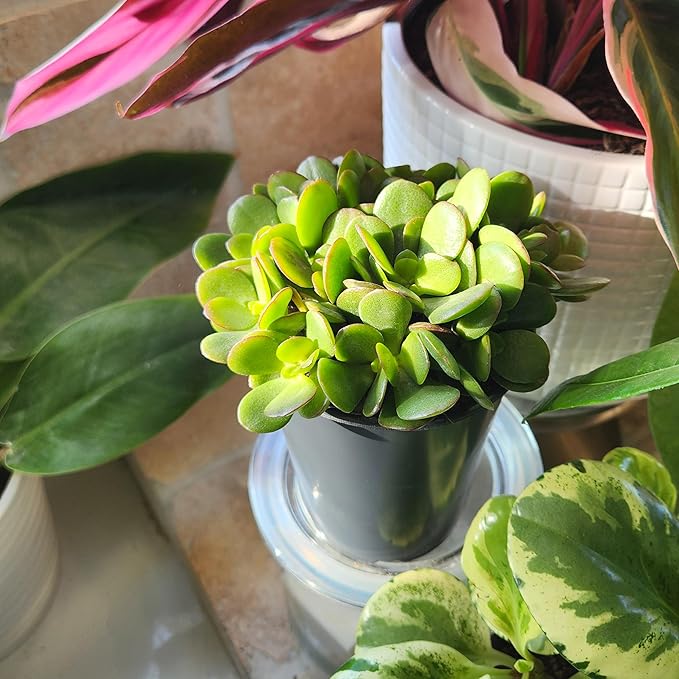 Altman Plants Non-Toxic Portulacaria Succulent Mix (4 Pack), Pet Safe Succulents, Easy Plant Care, 1 Quart Grower Pots, Rotating Varieties, Real Succulents & Houseplants for Plant Lovers