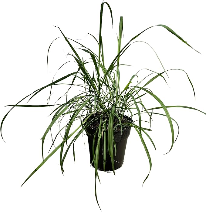Live Healthy Lemongrass - Wards Off Pests - Natural Mosquito Repellant - 10" Tall by 5" Wide in 1.5 Quart Pot