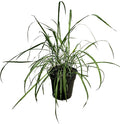 Live Healthy Lemongrass - Wards Off Pests - Natural Mosquito Repellant - 10" Tall by 5" Wide in 1.5 Quart Pot