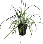 Live Healthy Lemongrass - Wards Off Pests - Natural Mosquito Repellant - 10" Tall by 5" Wide in 1.5 Quart Pot