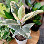 Ficus Tineke, Rubber Tree Plant, Live Ficus Tree House Plant Decor in 6" White Pot, Easy Plant Gift, Variegated Rubber Plant, Live Plant Gift, Office Plants & Decorative Plants by Plants for Pets