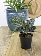 Calathea Plant Live Prayer Plant Live Indoor Plant, Calathea Live Plant Live House Plant Live Plants Indoor, Live Houseplants Live Prayer Plants Live House Plants by Plants for Pets, Black