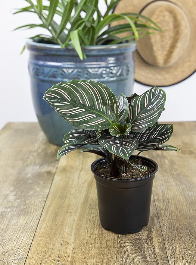 Calathea Plant Live Prayer Plant Live Indoor Plant, Calathea Live Plant Live House Plant Live Plants Indoor, Live Houseplants Live Prayer Plants Live House Plants by Plants for Pets, Black
