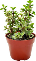 FATPLANTS Succulent Plant(s) Fully Rooted in 4 inch Planter Pots with Soil - Real Live Potted Succulents/Unique Indoor Cactus Decor (1, Variegated portulacaria afra)