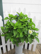 Hydrangea mac. Nantucket Blue (Reblooming Hydrangea) Shrub, RB pink or blue, #3 - Size Container