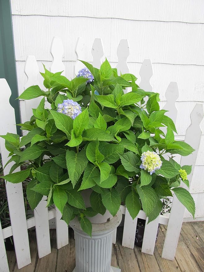 Hydrangea mac. Nantucket Blue (Reblooming Hydrangea) Shrub, RB pink or blue, #3 - Size Container