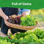 Heirloom Lettuce Seeds - 10 Varieties, Non-GMO Seeds for Planting - Includes Spinach, Kale, Arugula, Romaine, Iceberg, Buttercrunch & More, Home Garden & Hydroponic Seeds