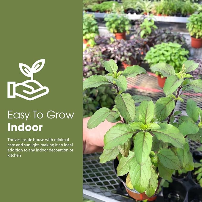 Generic Tulsi Krishna Holy Basil Plants Live - Rare Live Basil Plant - Ocimum Sanctum - Purple Tulsi Herbs - Non GMO - Garden Indoor & Outdoor
