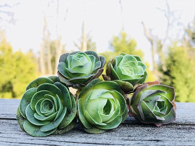 Two Greenovia Mix - Mountain Rose - Live Exotic Succulent Plant - Pack of 2 (Medium)
