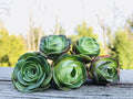 Two Greenovia Mix - Mountain Rose - Live Exotic Succulent Plant - Pack of 2 (Medium)