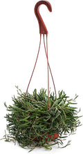 Shop Succulents | String of Succulents Collection | Ruby Necklace (Othonna Capensis) Live Outdoor/Indoor Hanging Succulent Plant | Fully Rooted in Soil