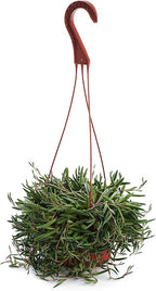 Shop Succulents | String of Succulents Collection | Ruby Necklace (Othonna Capensis) Live Outdoor/Indoor Hanging Succulent Plant | Fully Rooted in Soil