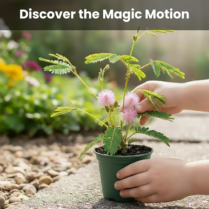 TickleMe Plant Classroom or Homeschool Science Fun Planting Party Kit – for 30 Students – Grow a Sensitive Plant that Reacts to Touch – Includes Activity Book and Seeds for Kids to Plant