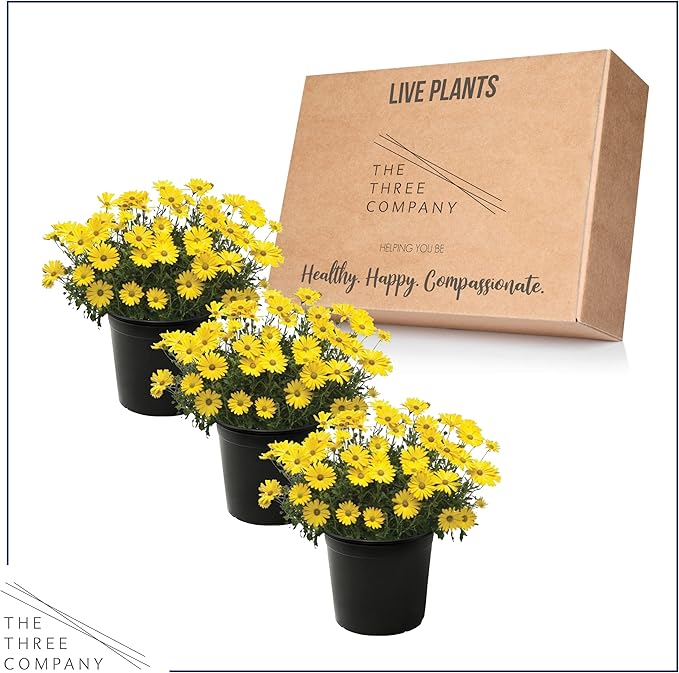 Live Flowering Osteospermum Plant - Yellow (3 Plants Per Pack) - Beautiful African Daisies - Early Spring Color - 12" Tall by 5" Wide in 1 Qt Pot