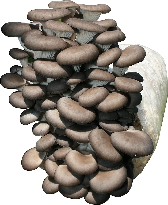 Root Mushroom Farm— Blue Oyster Mushroom Grow kit/ 3.2 pounds Log/Multiple flushes/Everything Included