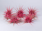 Air Plants - Tillandsia Ionantha - Organically Enhanced Color - Live Arrival Guaranteed - House Plants for Home Decor & Gift (Coral Glow 5pk)