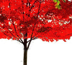 Large Two Pack of American Red Maple Shade Trees - 2 Live Plants Shipped 5 to 6 Feet Tall by DAS Farms