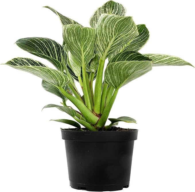 Variegated Philodendron Birkin Houseplant, Powerful Air Purifying Plant, Easy to Grow, Upright Philodendrons, Popular Live Indoor Plants, 6 in. Grower Pot, Unique Houseplants for Beginners
