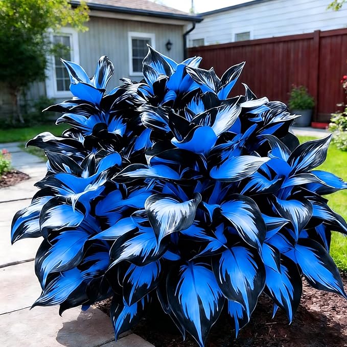 Hosta Seeds for Planting, 230+pcs Rare Perennial Hosta Flower Seeds, Non-GMO Heirloom Long Blooming Plants Shaded Entry Pathway Flowers for Garden Outdoors