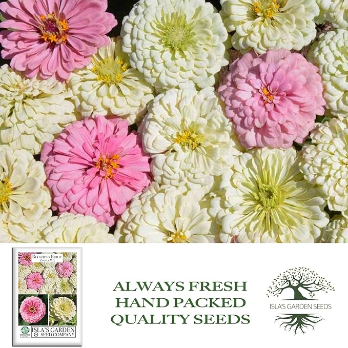 Blushing Bride Mix Zinnia Seeds (Zinnia elegans) – 200+ Heirloom Non-GMO Seeds by Isla’s Garden Seeds, Soft White & Pink Blooms, Elegant Cut Flowers, Long Blooming, Garden Gift Idea